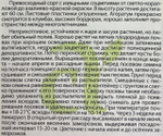 Агератум Красный букет 0,1 г СМЦ-713