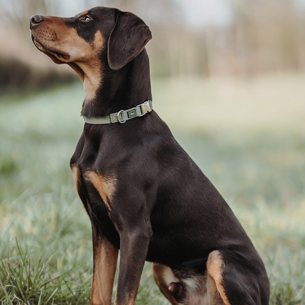 Hunter ошейник для собак ALU-Strong Inari нейлон с металлической застежкой, оливковый