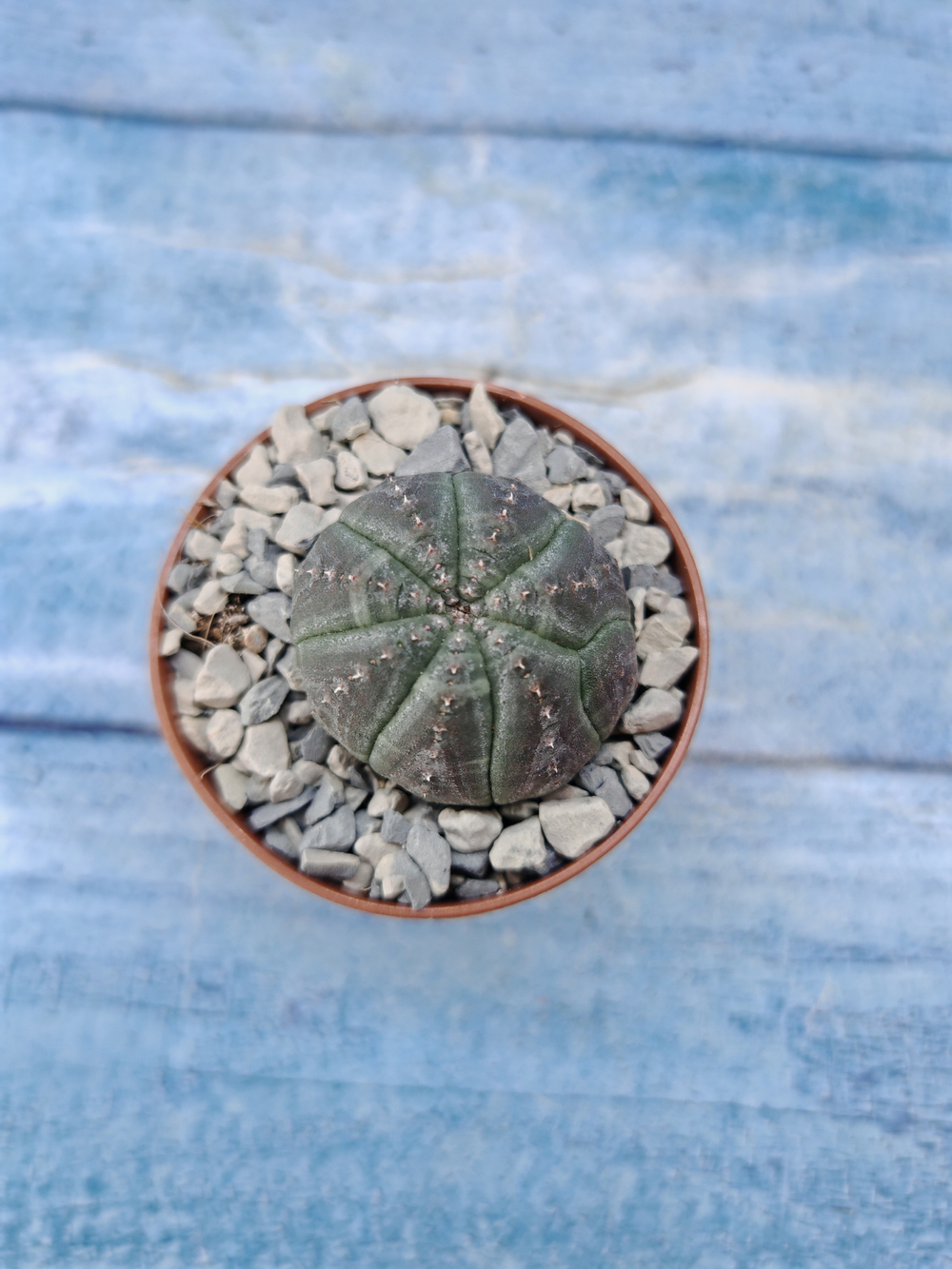 Euphorbia Obesa (Эуфорбия)