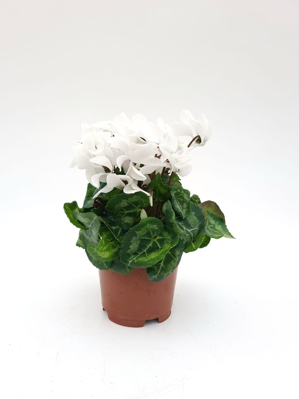 Цикламен d 10