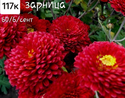 САЖЕНЦЫ ХРИЗАНТЕМЫ ЗАРНИЦА №117