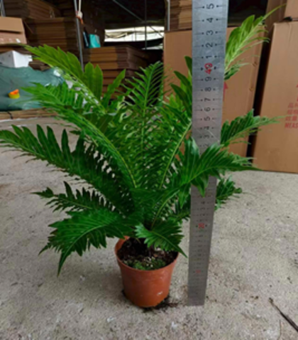 Папоротник Blechnum gibbum д.12