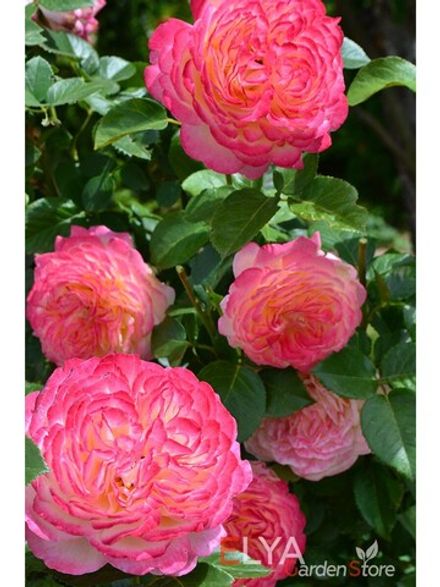 Кордес Юбилей