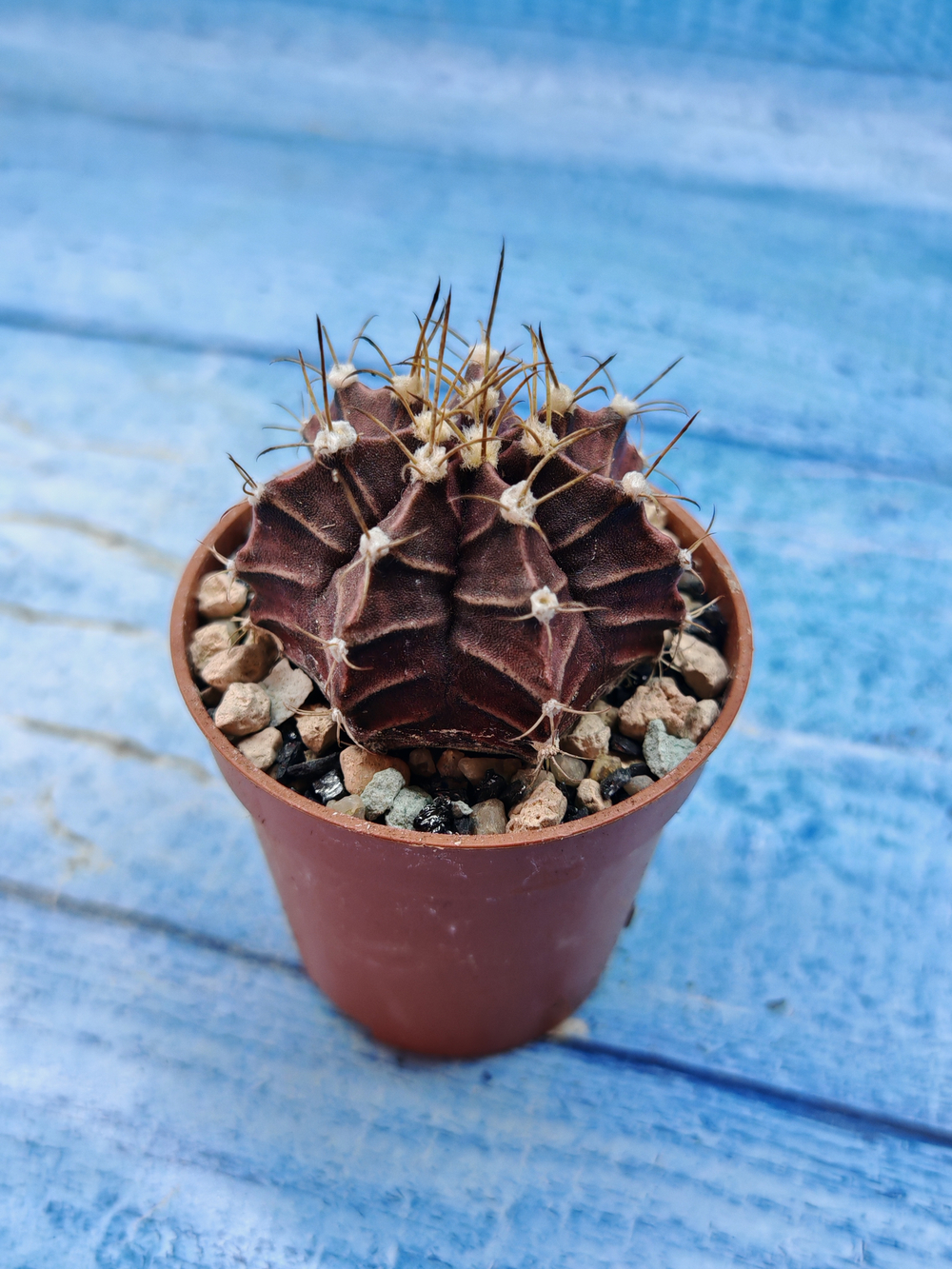 Gymnocalycium Friedrichii (Гимнокалициум)