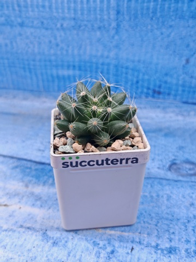 Escobaria Missouriensis (Эскобария)