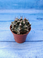 Gymnocalycium Friedrichii (Гимнокалициум)