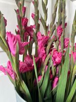 Гладиолус в розовом оттенке