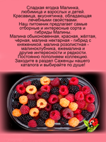 Малина Валентина