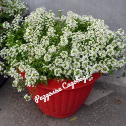 Алиссум (цена за 6 штук)