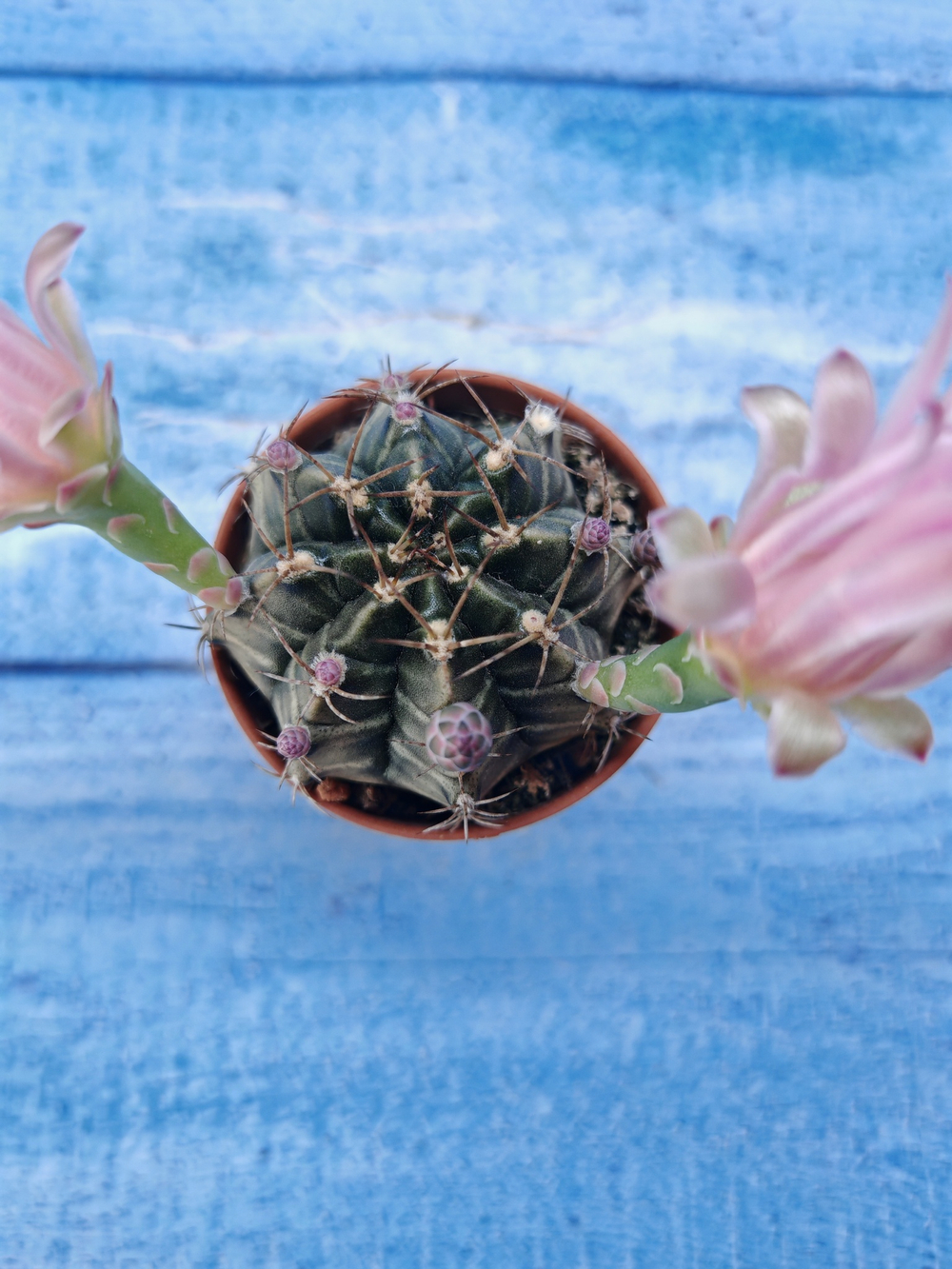 Gymnocalycium Friedrichii (Гимнокалициум)