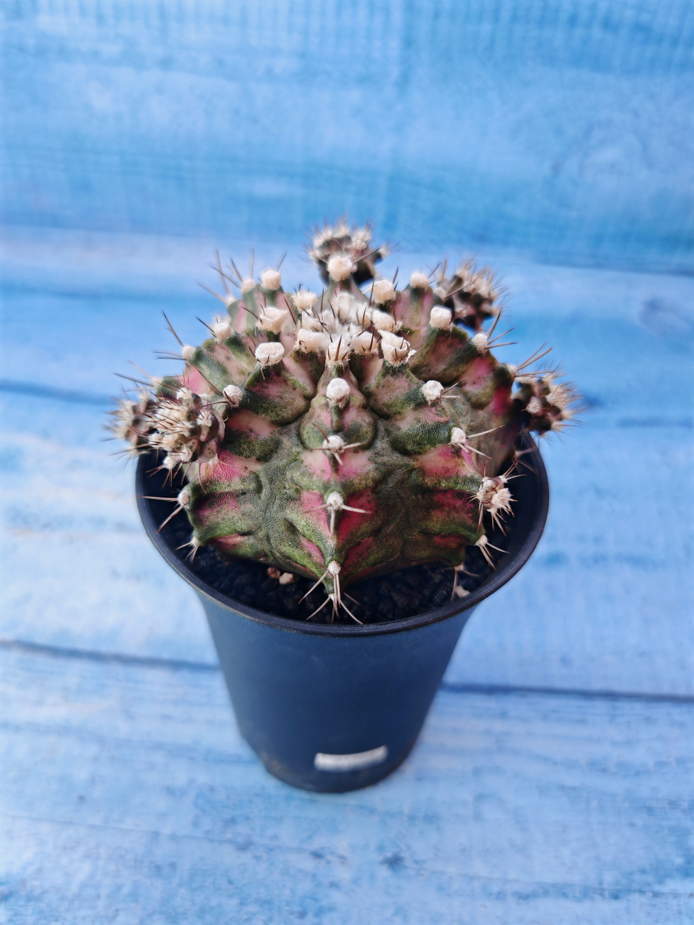 Gymnocalycium T-Rex Pink hybride (Гимнокалициум T-rex)