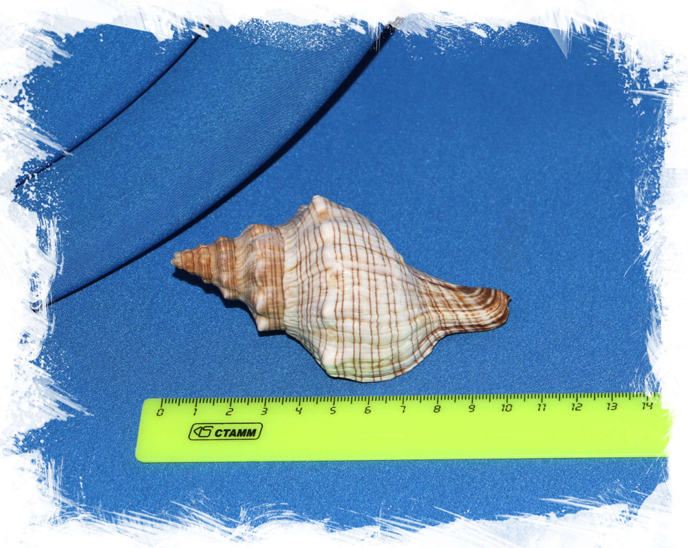 Плеуроплока трапезиум, 7-10см, 1шт