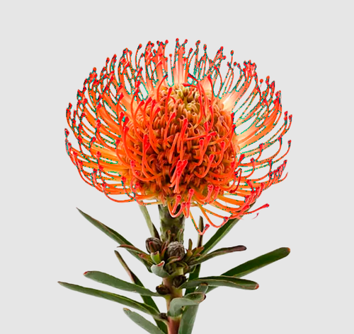 Протея Нутан /Лейко