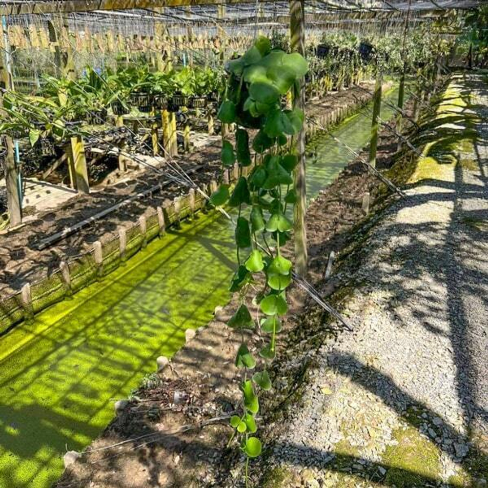 Дисхидия Platyphylla