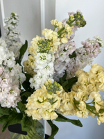 Маттиола лимонная