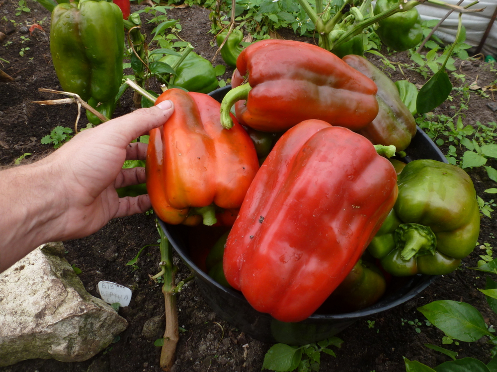 Перец Сладкий Гигантский — Big Bertha - Большая Берта