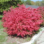 Бересклет европейский С3 80-100