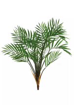 Куст бамбуковой пальмы средний