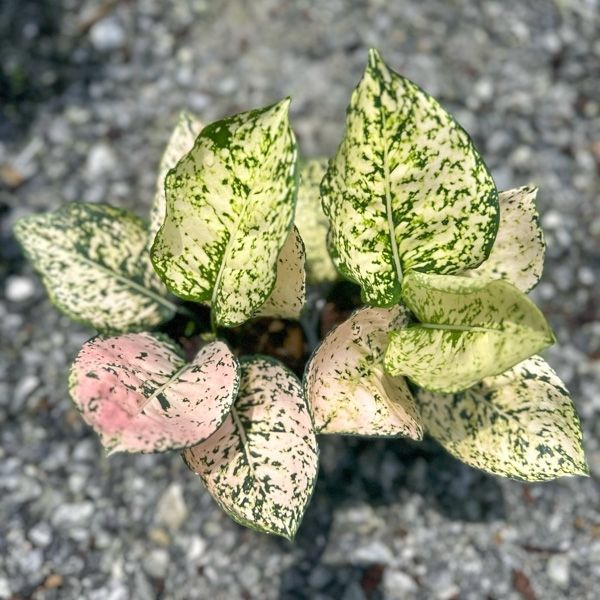 Аглаонема. 4 сорта из новинок сезона 2026