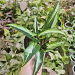 Сингониум GREEN LINE