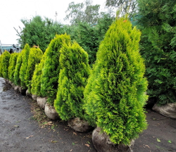Туя западная Голден Смарагд 30-50 см Закупка М49 весна 2026