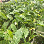 Филодендрон RING OF FIRE VAR