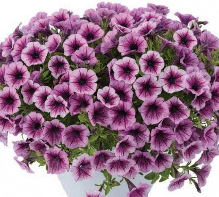 ЕВРО Петуния Littletunia Pink Splash ОКС укорененные черенки 15-20 февраля