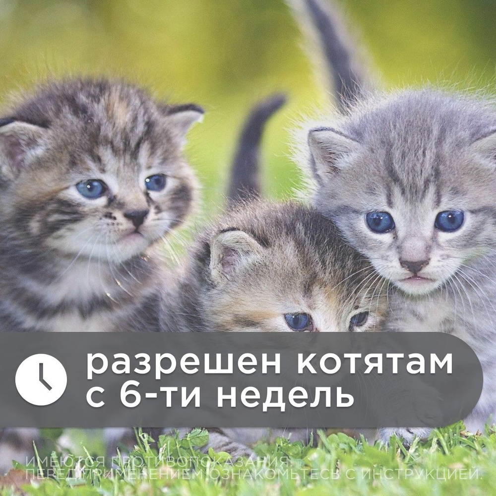 Таблетки от гельминтов для котят и кошек от 0,5-4кг со вкусом мяса МильбецинНео (Neoterica), 2т Празиквантел/ Мильбемицин
