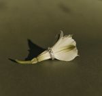 Кафф Лавровая веточка