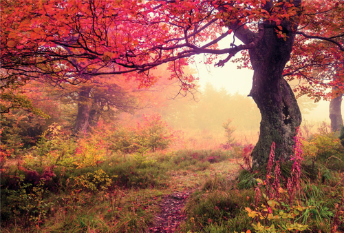 Природа 2 №34 Фотообои и Фрески ручной работы