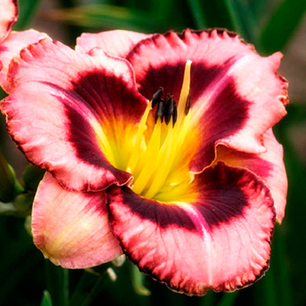 Лилейник гибридный Биг Сити Ай С2