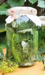 Семена Огурец Деревенский хит Смесь сортов для засолки и консервирования 12 шт (УД) Е/П