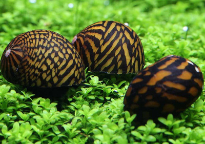 Неретина Батик