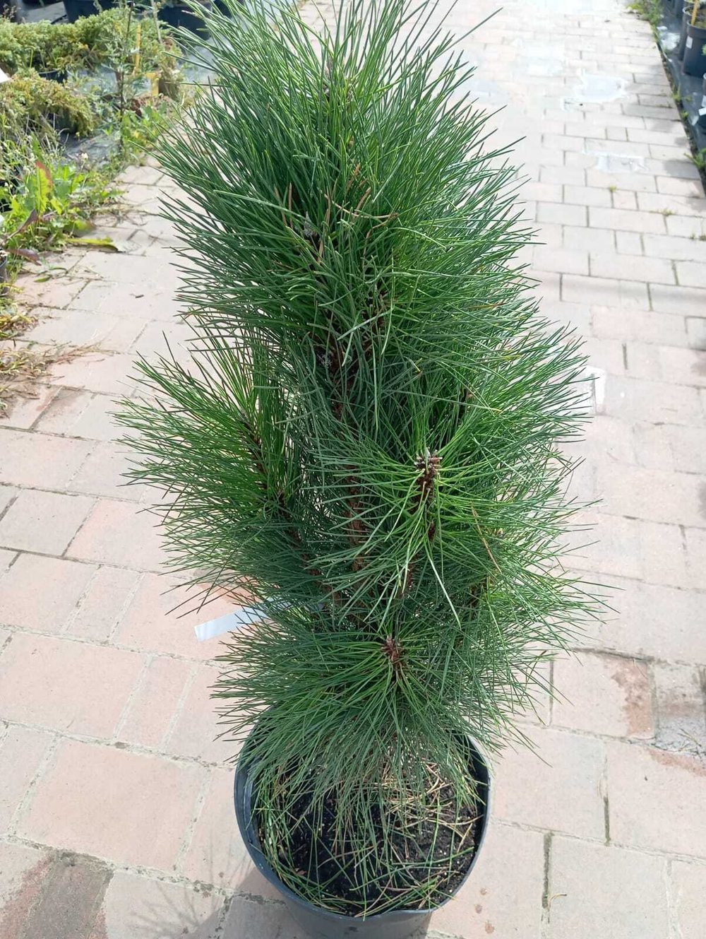 Сосна черная Грин Рокет С5 20-30