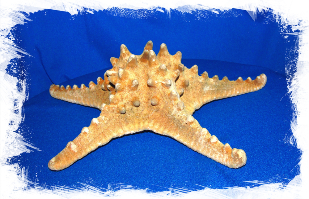 Морская Звезда 20 - 23 см