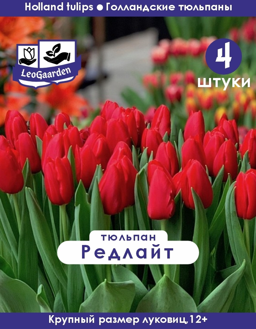 Тюльпан Луковица цветов, Редлайт, 4 шт, разбор 11/12