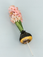 Гиацинт с луковицами