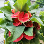 Эуфорбия Миля YOD KHUNPHOL