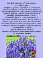 Шалфей Голубые холмы дубравный голубой Блаухюгель