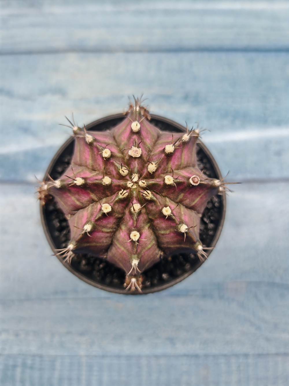 Gymnocalycium T-Rex Pink hybrid (Гимнокалициум T-rex)