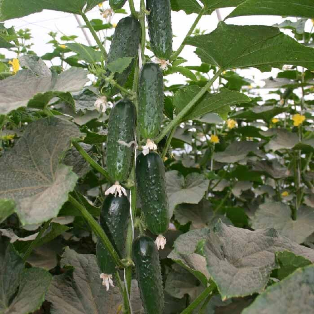 Барвина F1 семена огурца партенокарпического (Nunhems / ALEXAGRO) культура