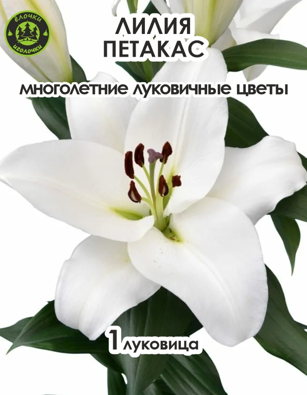 Луковичные цветы лилия, Петакас, 1 шт