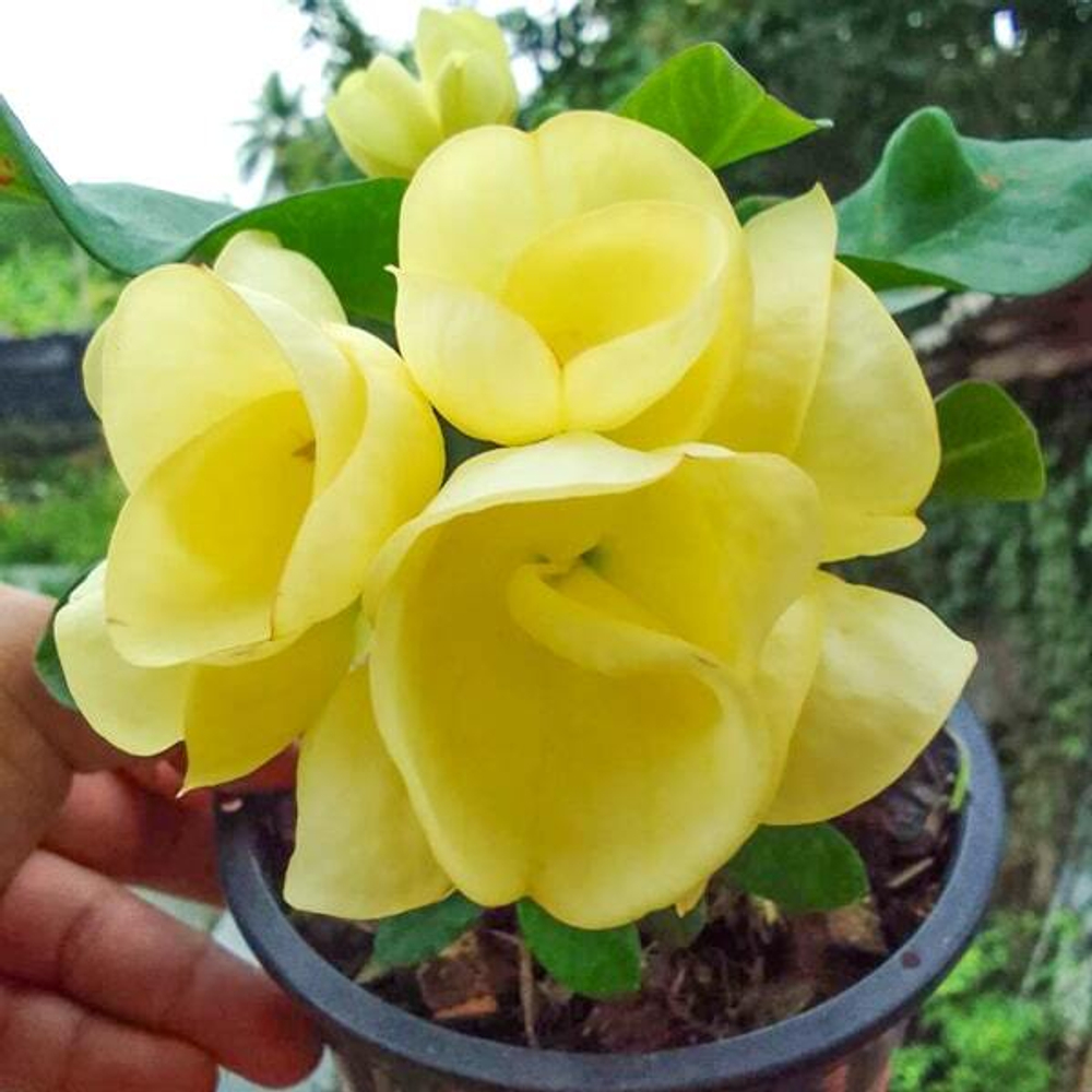 Эуфорбия Миля LEAM THONG