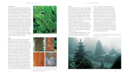 Gardening with conifers
