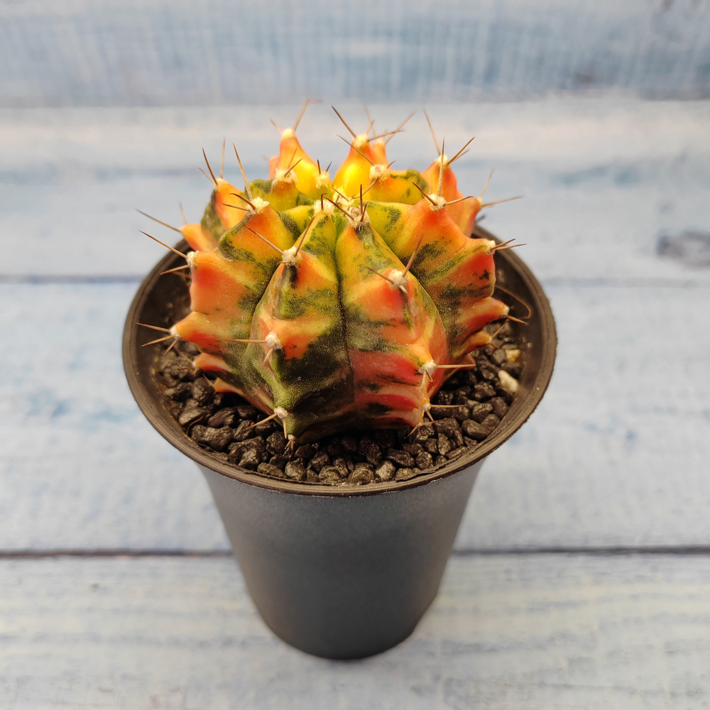 Gymnocalycium Variegata (Гимнокалициум Вариегатный)