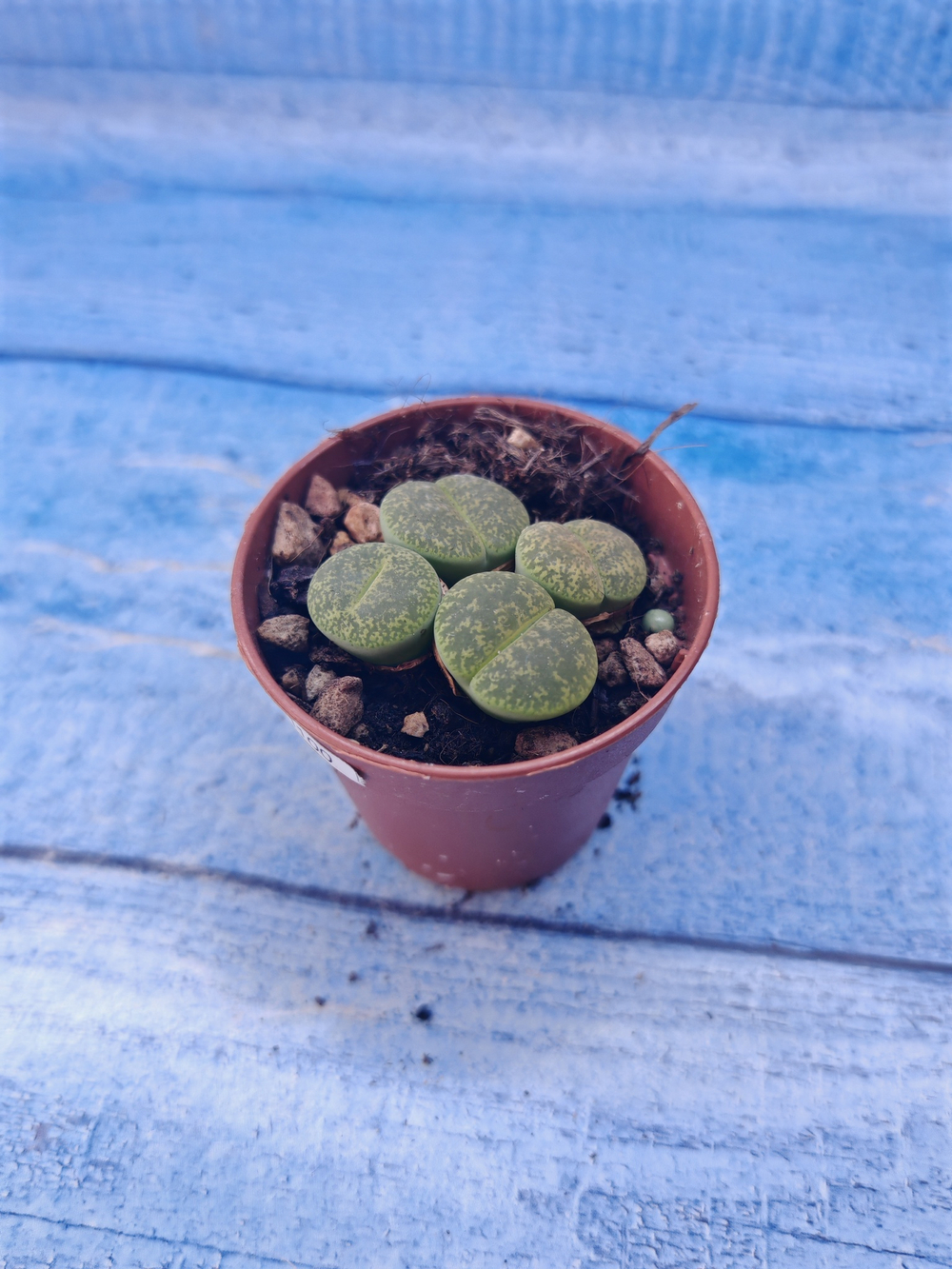 Lithops sp. (Литопсы)