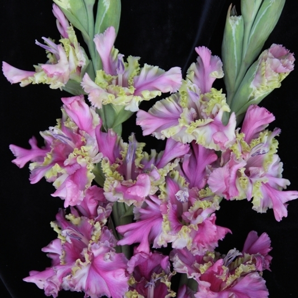 Гладиолус крупноцветковый Потому Что Гладиолус