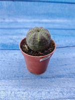 Euphorbia Obesa (Эуфорбия)