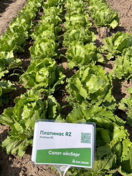 Платинас семена салата айсберг Rijk Zwaan-Райк Цваан купить оптом