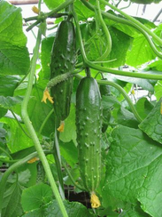 Карамболь F1 семена огурца пчелоопыляемого (Гавриш)